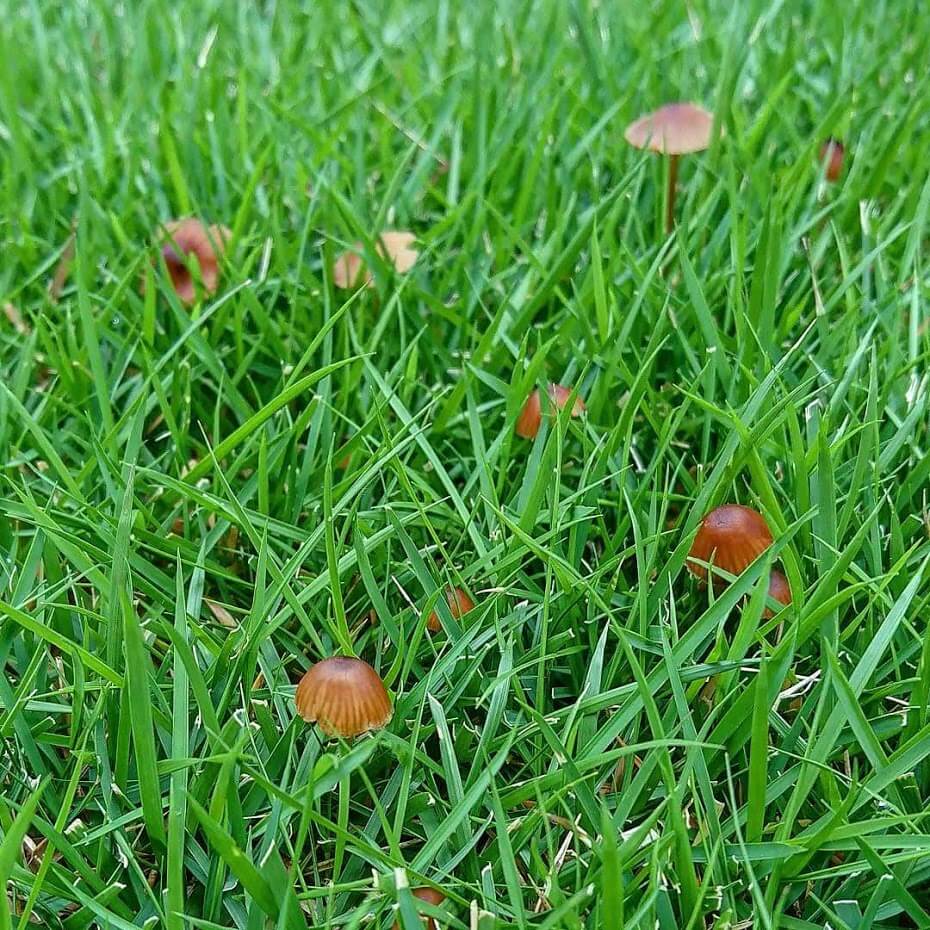 芝生のトラブル 芝生が枯れる原因と対処法を知り芝生を復活させよう 芝太郎