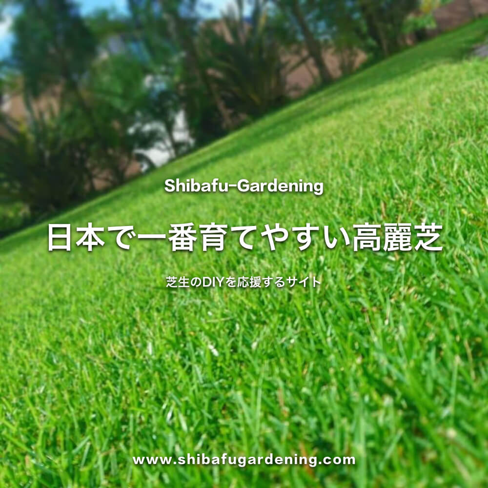 日本で一番育てやすい高麗芝 芝生のDIYなら芝生ガーデニング