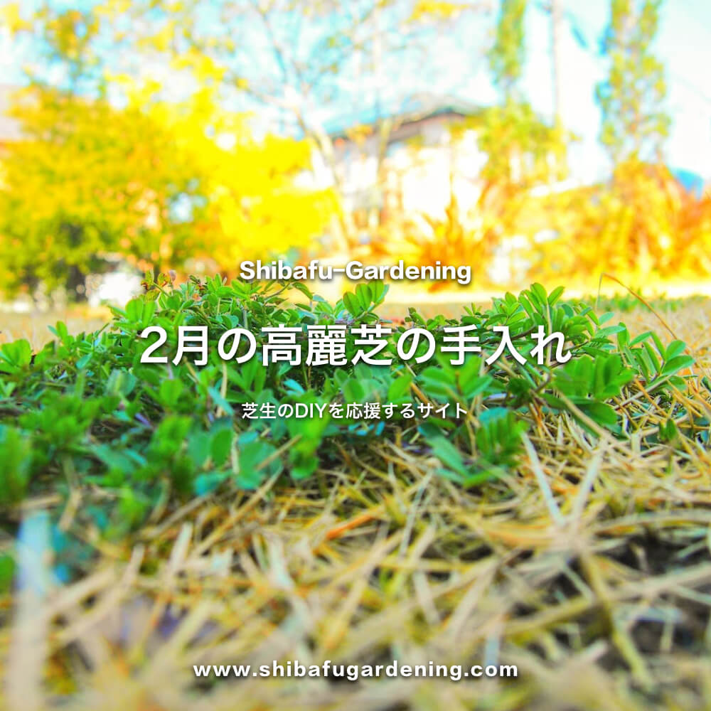 2月の高麗芝の手入れ