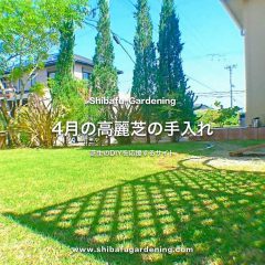 4月の高麗芝の手入れ Diy芝生ガーデニング 芝太郎