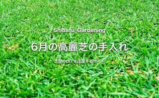 2月の高麗芝の手入れ 芝生のdiyなら芝生ガーデニング