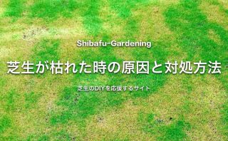2年目の芝生が元気に育たない原因と対策 芝生のdiyなら芝生ガーデニング 2年目の芝生が元気に育たない原因と対策 芝生のdiyなら芝生ガーデニング