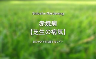 春はげ症 芝生の病気 芝生のdiyなら芝生ガーデニング 春はげ症 芝生の病気 芝生のdiyなら芝生ガーデニング