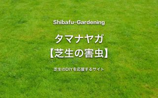 ウスチャコガネ 芝生の害虫 芝生のdiyなら芝生ガーデニング