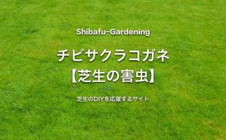 スジキリヨトウ 芝生の害虫 芝生のdiyなら芝生ガーデニング スジキリヨトウ 芝生の害虫 芝生のdiyなら芝生ガーデニング