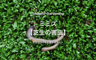 ウスチャコガネ 芝生の害虫 芝生のdiyなら芝生ガーデニング ウスチャコガネ 芝生の害虫 芝生のdiyなら芝生ガーデニング