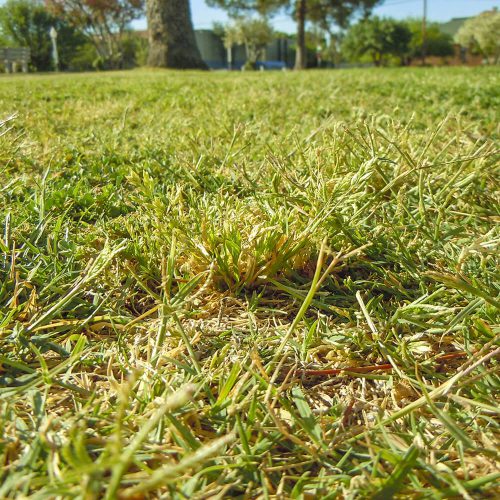 芝生の雑草と効率的な除草方法 芝生のDIYなら芝生ガーデニング