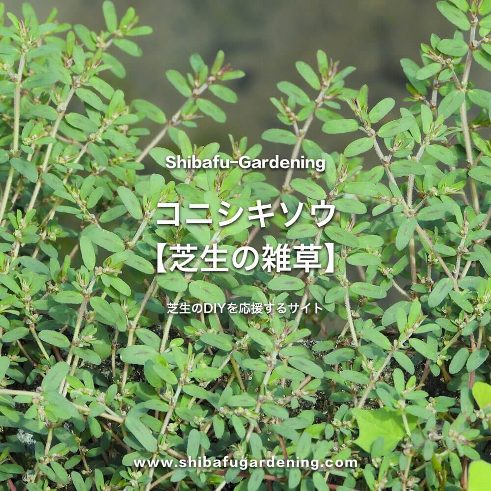 コニシキソウ 芝生に生える雑草 芝生のdiyなら芝生ガーデニング