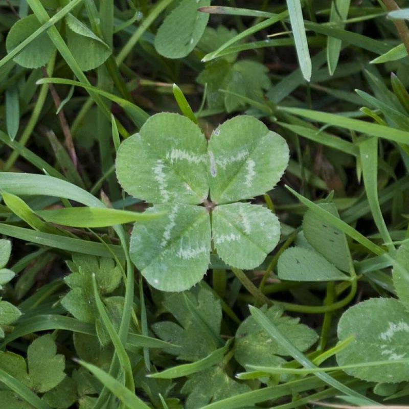 シロツメクサ クローバー 芝生に生える雑草 芝太郎