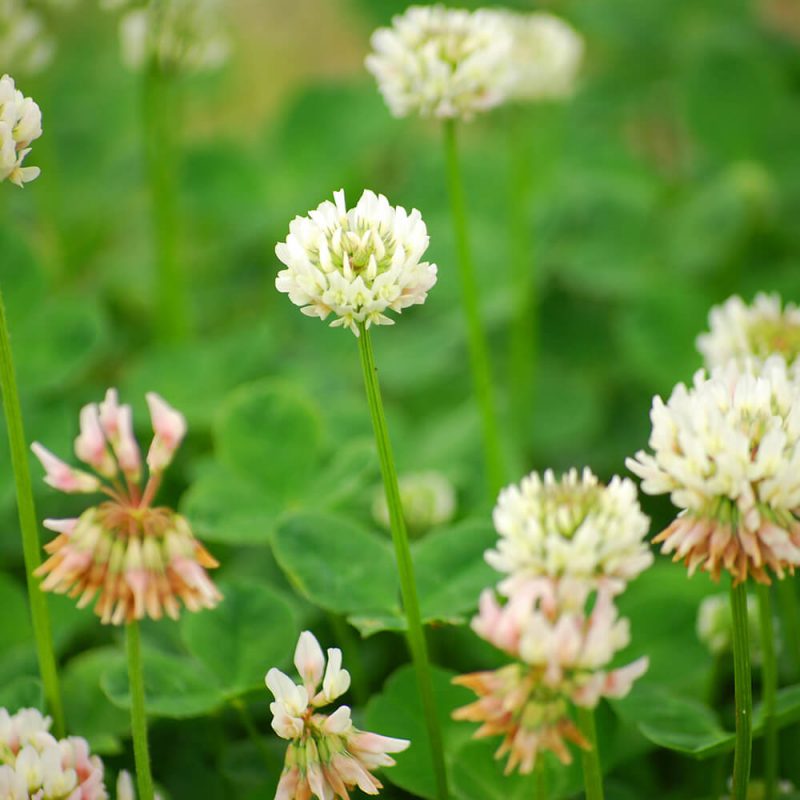 シロツメクサ クローバー 芝生に生える雑草 芝太郎