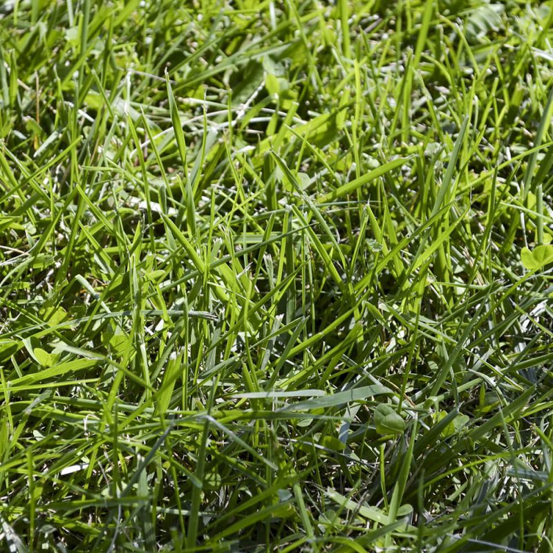 メヒシバ 芝生に生える雑草 芝生のDIYなら芝生ガーデニング