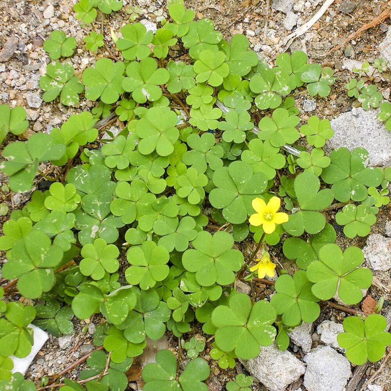 カタバミ 芝生に生える雑草 芝生のdiyなら芝生ガーデニング