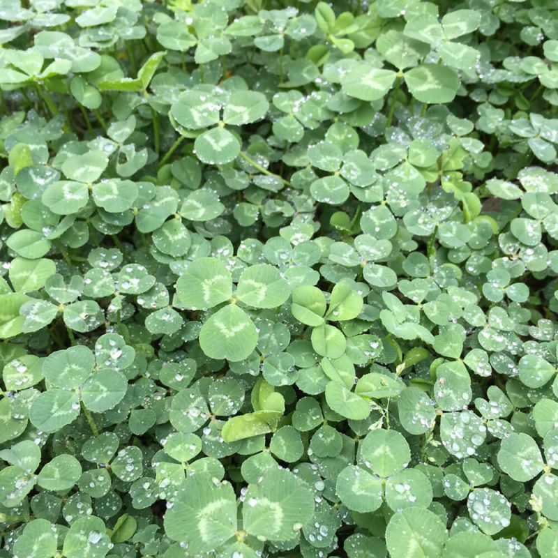 シロツメクサ クローバー 芝生に生える雑草 芝太郎