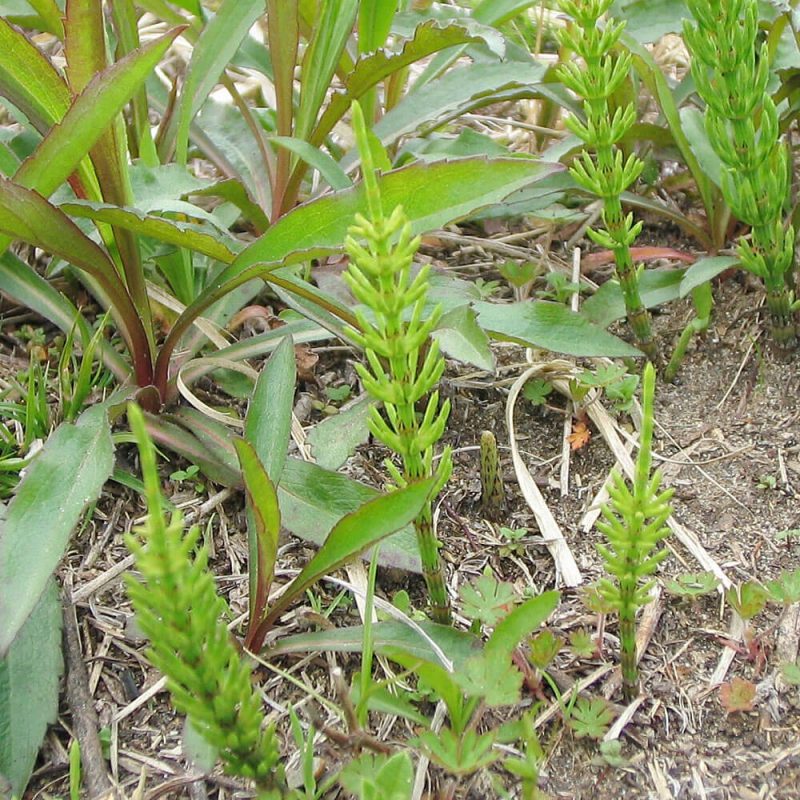 芝生に生えるスギナの駆除とmcpp除草剤 芝生のdiyなら芝生ガーデニング 芝太郎