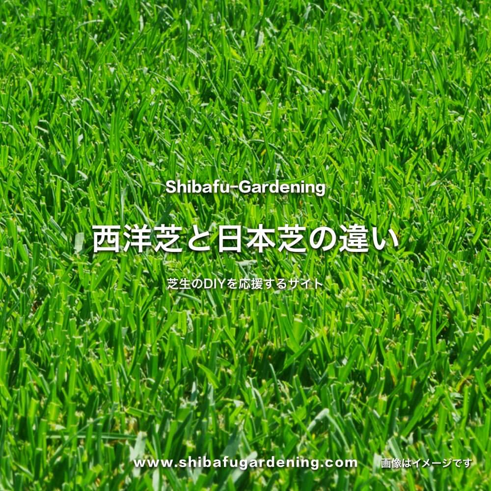 西洋芝と日本芝の違い 芝生の種類と特徴を知ろう 芝太郎